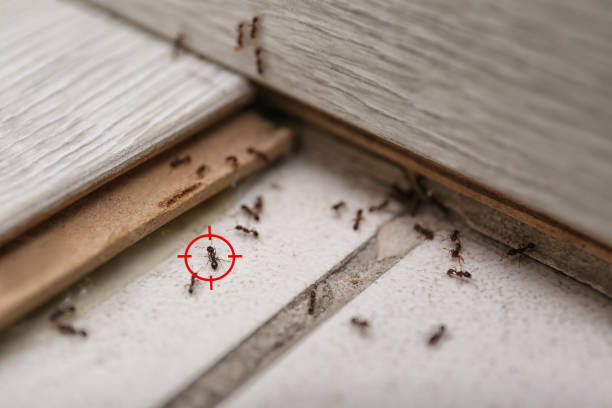 Best Termite Control Services  in Iowa Falls, IA